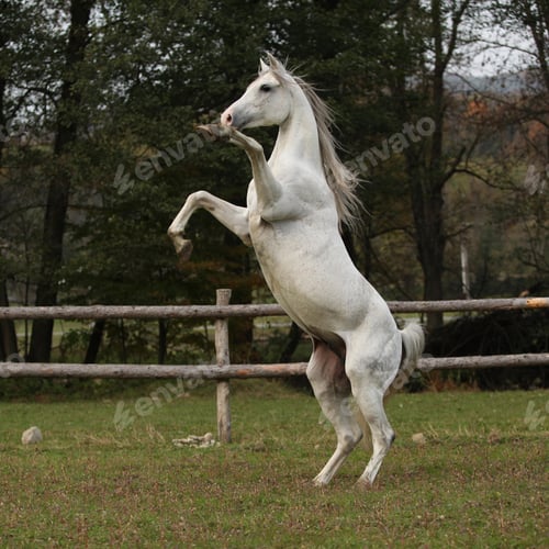 Preview: arabian, horse, mare, stallion, riding