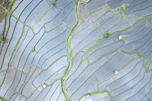 Preview: Drone photograph of rice fields in Asia