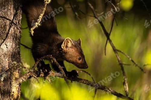 Preview: Close-up of an American Marten climbing down a tree