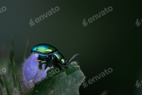 Preview: Macro shot of a metallic green beetle on a purple flower against a blurred background