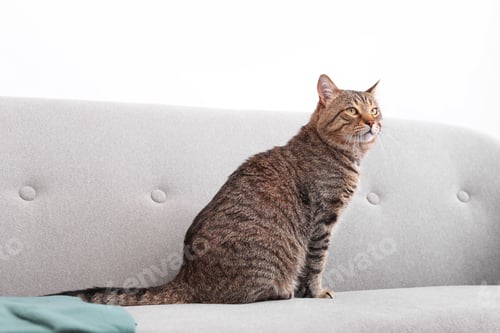 Preview: Cute striped cat sitting on sofa indoors
