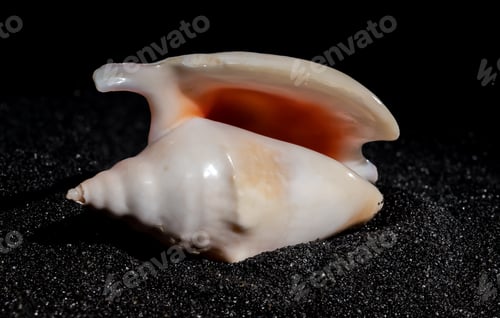 Preview: Elegant Seashell Resting on Black Sand