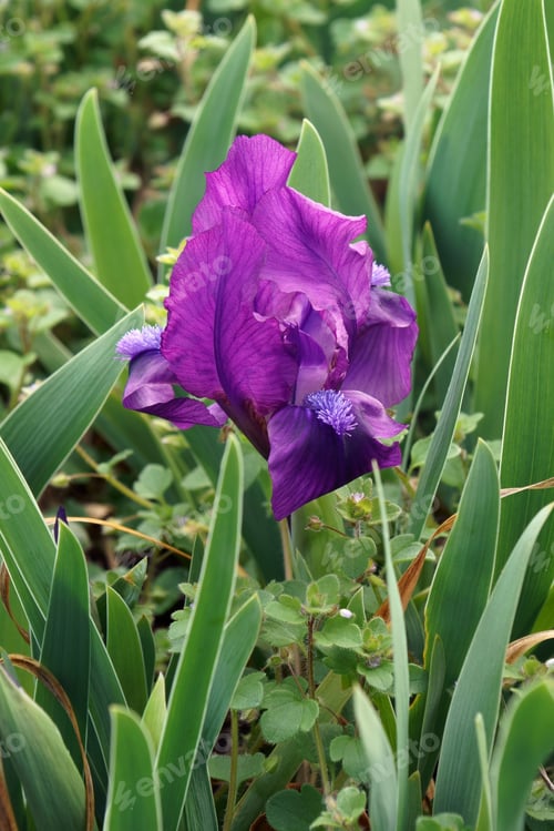 Preview: Purple Iris Blooming Amidst Green Leaves and Stems