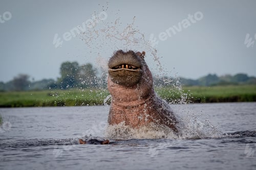 Preview: African hippopotamus emerges from a body of water with a powerful splash