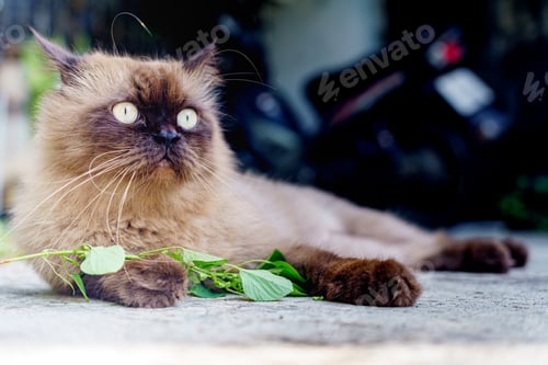 Preview: Persian cat eating favorite cat grass on concrete floor