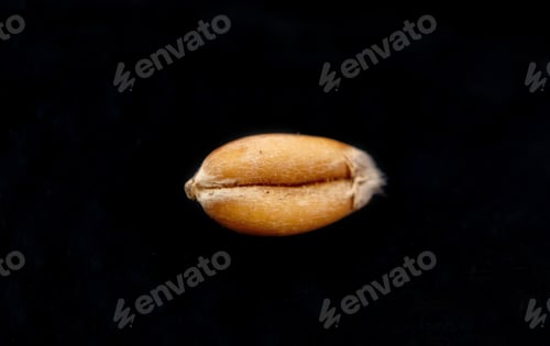 Preview: Grain of wheat