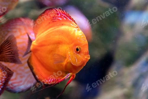 Preview: Symphysodon discus in an aquarium