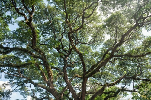Preview: Giant Rain Tree with branches growth in tropical rainforest