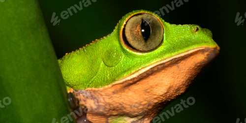 Preview: Tiger-Striped Leaf Frog, Amazonia, Ecuador