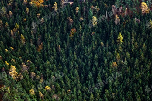 Preview: Forest landscape of Bohemian Switzerland national park. Pravcicka gate, Czech Republic