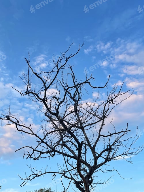 Preview: Dry tree branch on cloudy blue sky background. Silhouette of tree branches against the blue sky with