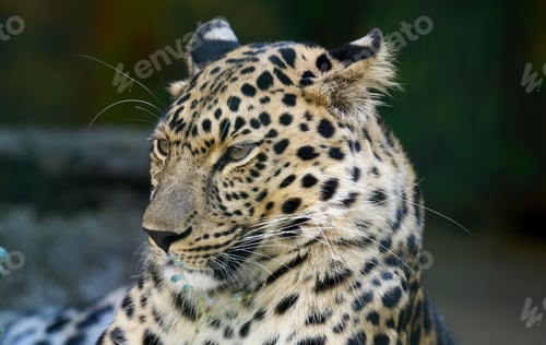 Preview: Portrait of an adult leopard, the animal looks away