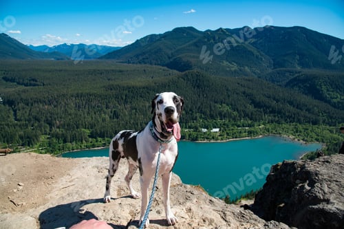 Preview: Tired panting dog with tongue hanging out of mouth after a big hike up the mountain