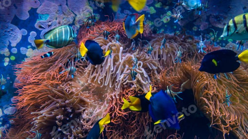 Preview: Underwater scene. Coral reef, fish groups in clear ocean water