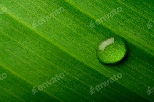 Preview: Drops of water falling on banana leaves,selective focus