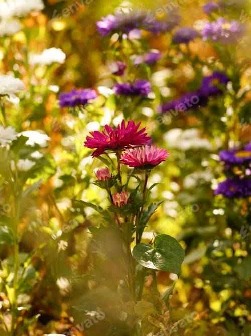 Preview: Aster chrysanthemum blooming