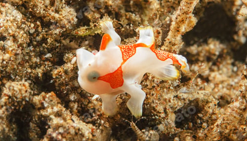 Preview: Underwater fish Photograph surrounded by coral reef scene