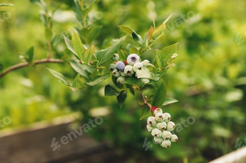 Preview: Fresh green blueberry at bush branch or shrub at garden or fruit farm field