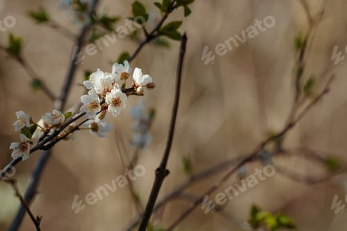 Preview: Blossoming branch with with flowers of cherry plum.