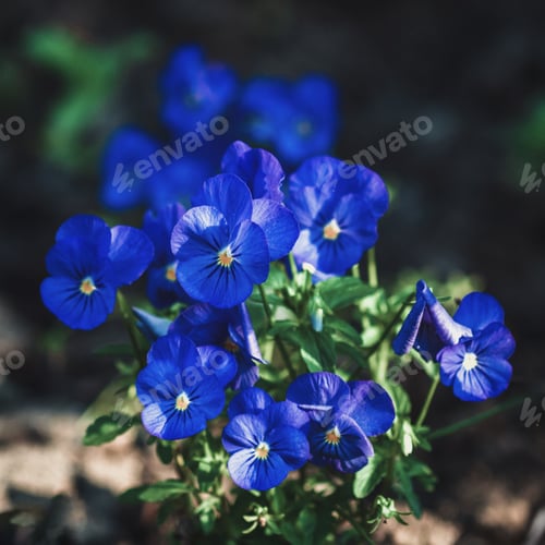 Preview: Viola cornuta - clear blue pansy flowers