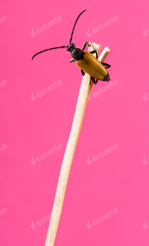 Preview: Soldier Beetle on a twig in front of a pink background