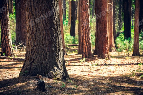 Preview: Forest Landscape, Yosemite National Park, California