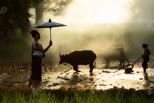 Preview: Farmers and their lifestyle of rice farming based on the seasons