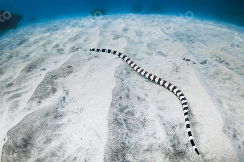 Preview: Sea snake on sea sandy bottom in tropical ocean