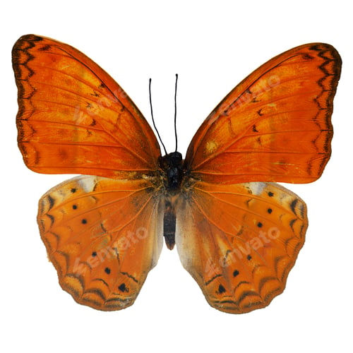Preview: Common Yeoman butterfly