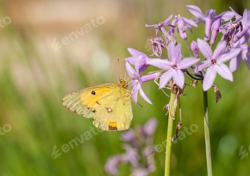 Preview: Yellow butterfly (Colias croceus) feeding on flower nectar