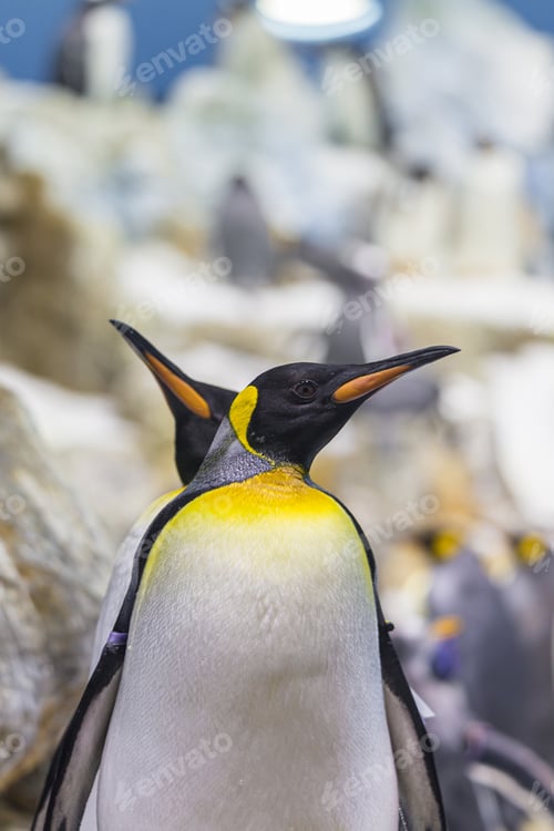 Preview: king penguin Aptenodytes patagonicus in captivity