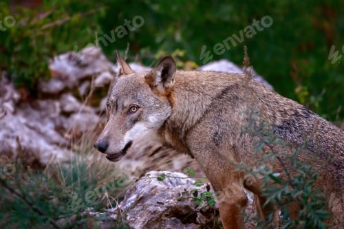 Preview: Italian wolf Portrait