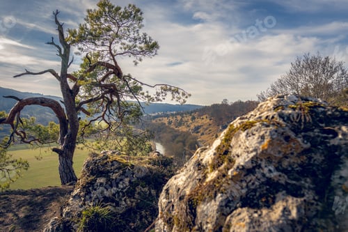 Preview: Knotty pine near 12 Apostles rock formation in the Altmühl valley. Landscape in franconia.