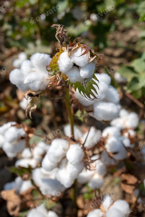 Preview: Cotton field agriculture (Turkey Izmir Foca)