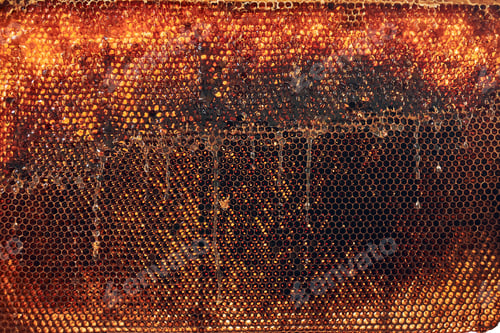 Preview: Close up of honeycomb with honey on it. Working in apiary. Harvest time in apiary. Beekeeping