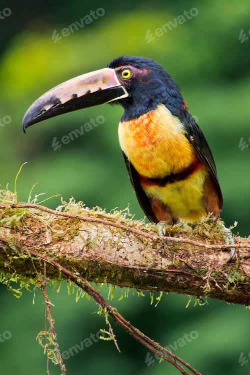Preview: Collared Aracari Toucan, Costa Rica