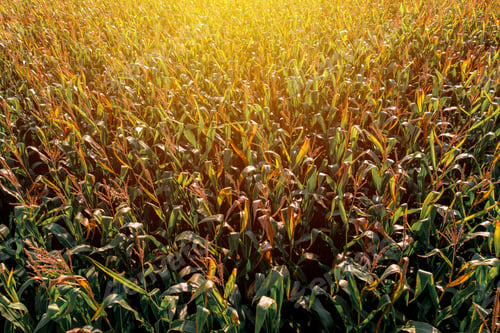 Preview: Diminishing perspective aerial view of green corn field in summer sunset