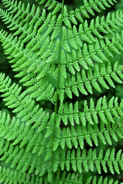 Preview: Fern background
