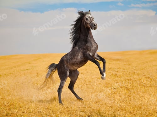 Preview: arabian, horse, mare, stallion, riding