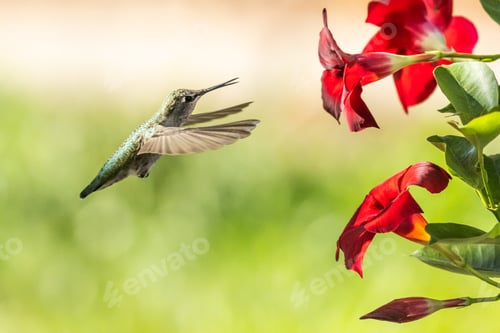Colibrí en vuelo
