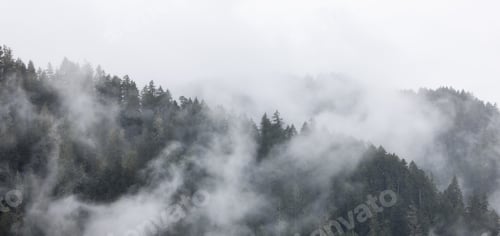 Preview: Green Evergreen Trees in a forest on top of a mountain covered in clouds and fog.