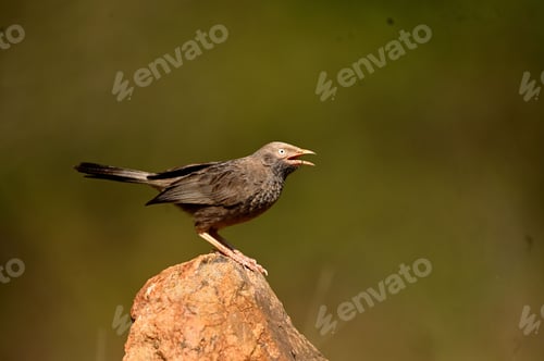 Preview: Bird perched on top of a rock