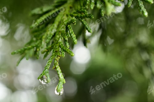 Preview: Rain drops dripping off evergreen juniper tree bush. Fresh smell of spring on rainy day background.
