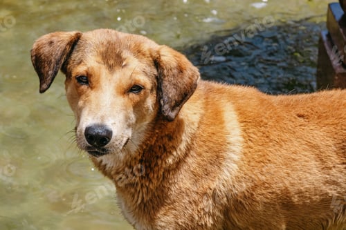 Preview: Abandoned dog looking up smiling