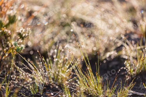 Preview: Wet grass