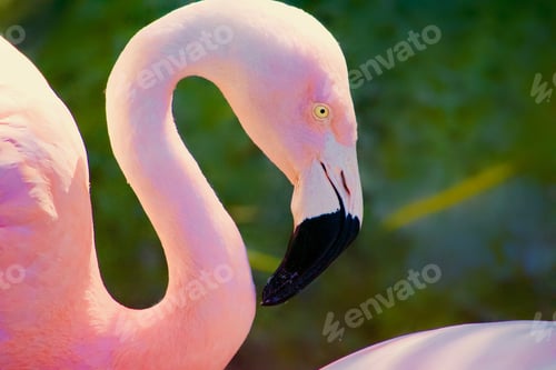 Preview: Pink flamingo with open space for text copy overlay