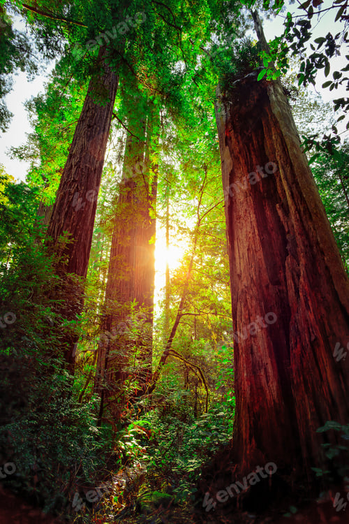 Preview: Giant Illumination, Redwoods National & State Parks, California
