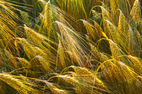 Preview: Summer background golden wheat ears in sunlight