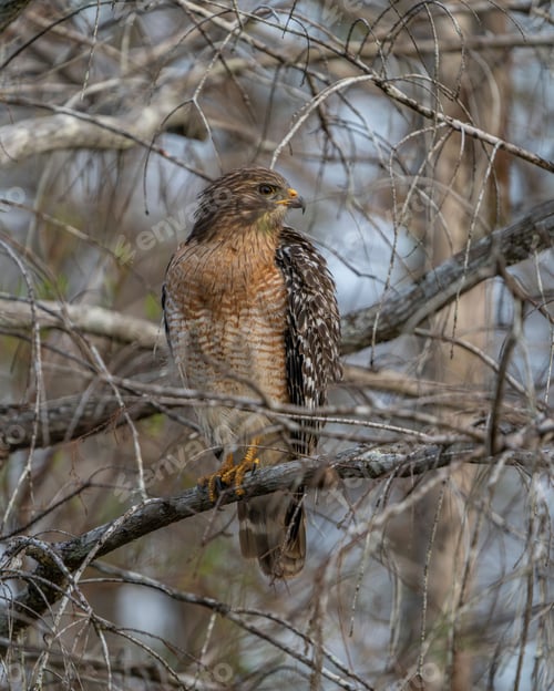 Preview: Red-shouldered hawk in a forest