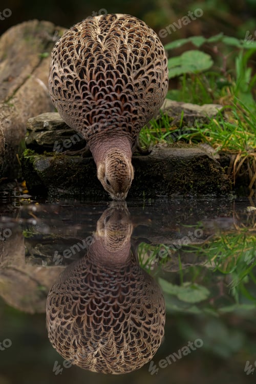Preview: Pheasant drinking at a pond with reflection.